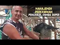 Download Lagu MANAJEMEN PERKAWINAN DOMBA