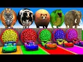 Download Lagu Long Slide Game With Cow Elephant Gorilla Hippopotamus Tiger - 3d Animal Game - Funny 3d Animals