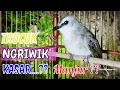 Download Lagu trucuk ngriwik uplik dan ropel Manjur untuk pancingan trucukan bahan / bakalan