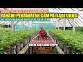 Lagu Petani Cerdas !! Dapat Uang Setiap Hari dari Lahan Sempit dengan Budidaya Seledri