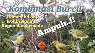 suara pikat kombinasi kolibri kelapa rametuk laut sogon kemade