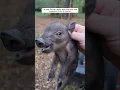 Download Lagu The man found a baby wild boar that was separated from its mother and then