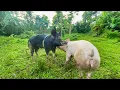 Lagu Father pig’s works you must see#wildboar #breeding #viral 
