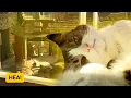 Download Lagu Poes Gappie is de publiekstrekker van Lemmer |HEA!