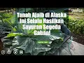Download Lagu Tanah Ajaib di Alaska Ini Selalu Hasilkan Sayuran Raksasa