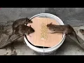 Download Lagu The best video I've ever seen #21 | Top 10 piège à souris électrique