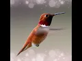 Download Lagu Suara Burung Kolibri,Bird Song Ruby Throated Hummingbird Gacor di Alam Bebas #Shorts