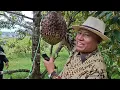 Lagu Satu Pohon Durian Ochee Bisa Menghasilkan 42 Juta