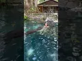 Gabby swimming with alligators