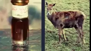 Allah Ki Qudrat Bayan By Maulana Tariq Jameel Sab 