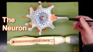 Neuron Model