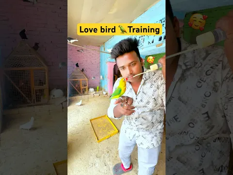 😇 Love bird 🦜training video // birds training video // birds shorts video #birds #shorts #training