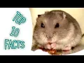 Top 10 facts about winter white dwarf hamster maybe you dont know Hamster Survival 3