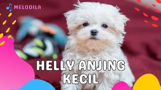 Download 🔴 LAGU ANJING KECIL - HELLY GUK GUK GUK | Lagu Anak Indonesia | Lagu Anak Balita | Lagu anak Terbaru MP3