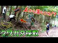Download Lagu クワガタ調査に行ったら水牛と呼ばれるクワガタが！！！