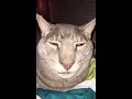 BEST UNUSUAL ANIMAL MEMES COMPILATION MAY ANIMAL FRIDAY