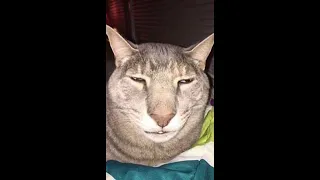BEST UNUSUAL ANIMAL MEMES COMPILATION MAY ANIMAL FRIDAY