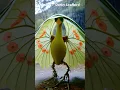 Download Lagu Fantasy Creature Design No.106：Dorky Leafbird#Creative #flower #birds