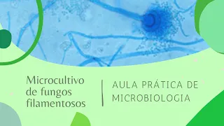 Prática: microcultivo de fungos filamentosos | PUC Minas Praça da Liberdade