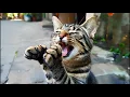 "The Secret Powers of Cat Saliva | More Than Just Cleaning!"