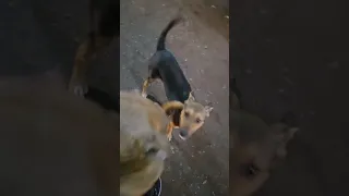 Dog Lover Dogs Animalcare Dogs The Real Poyca 