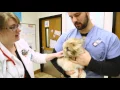 Banfield Pet Hospital - Ask a Vet