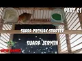 Download Lagu suara prenjak starter suara jernih part 01@sutikchannel1386