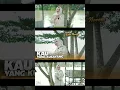 Download Lagu KAU YANG KUSAYANG - THE ROLLIES | COVER BY DILLA NOVERA