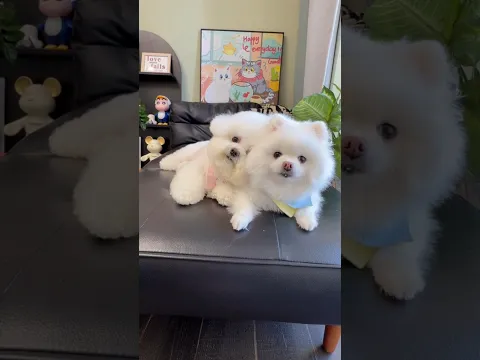 Cute dog. #shortsshorts #viralvideo #viralshorts #funydog1010 #poodle #usadogs #cute #pets #puppy