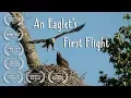An Eaglet's First Flight
