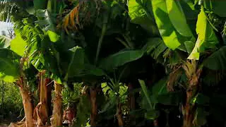 jagayya na sidi kasidar nashiga yanayi