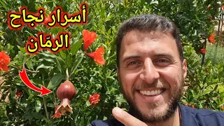 خلال   دقائق تعال أعطيك أهم أسرار نجاح شجرة الرم ان عندك   دندنها