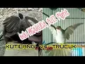 Download Lagu TESS adu NGARUDA TRUCUK vs KUTILANG