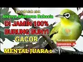 Download Lagu Joss Master Kecial Kuning Ciak Ciak Gacor Banget,Burung Tambah Gacor,Pancingan Burung Kecial juara