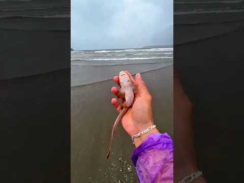 Boy Saved A Baby Shark