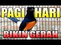 Lagu MURAI BATU PAGI HARI BIKIN GERAH | PANCINGAN TERBAIK PAGI HARI MELATIH MENTAL FIGHTER
