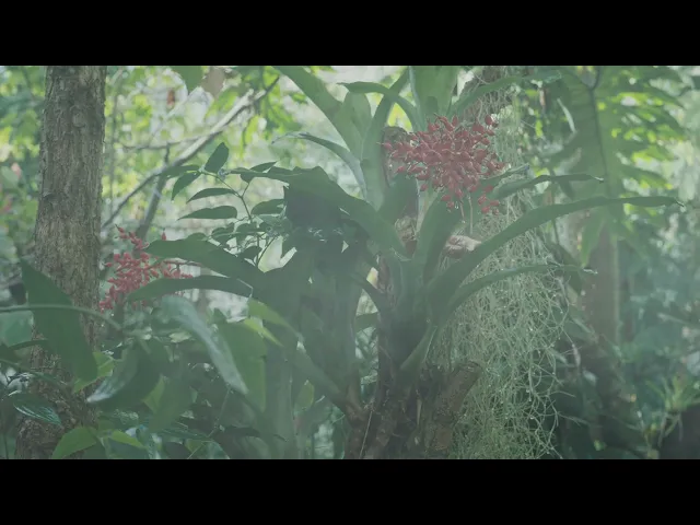 Bestiari, erbari, lapidari di Massimo d'Anolfi, Martina Parenti | Trailer