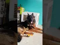 Download Lagu ROCKY 🔥🔥👑#germanshepherd #dogbreed #dogbreed #puppy #rocky