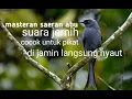 Download Lagu Suara pikat burung saeran abu paling jernih