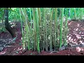 Cardamom Farming with High Profit - How to Start a Business Elaichi Farming - How to Grow Cardamom