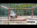 Download Lagu Masteran Sepasang Tepus Pipi Perak Suara Variasi, Special Untuk Pancingan
