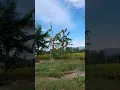 Download Lagu De gemakkelijkste manier om Ciblek Sawah-vogels te vangen