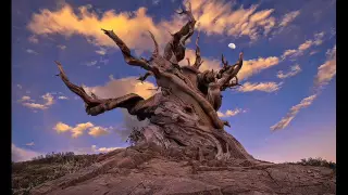 محض أوهام كلمات ألحان غناء عمرو أنور 