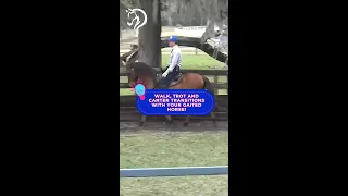 Walk Trot And Canter Transitions With Your Gaited Horse The Horse Guru Michael Gascon  Walk Trot And Canter Transitions With Your Gaited Horse The Horse Guru Michael Gascon