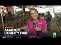 Amador County Fair KCRA 3 goat nibbles reporter
