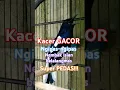 Download Lagu PEDAS!!! Kacer \