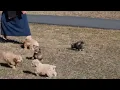 Cockapoo Puppies for Sale