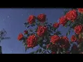 Download Lagu Candy - I Wanna Be With You ( u n d e r w a t e r )