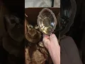 Shopgoodwill Wrecks Rare 1847 Rogers Bros Eternally Yours Tea Set