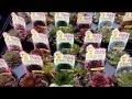 Download Lagu Our Chick Charms® are hatched by Overdevest Nurseries L.P.